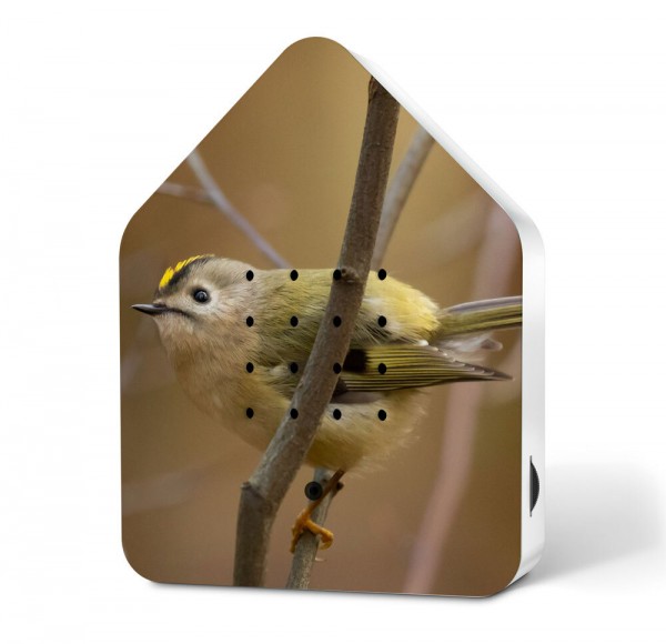 Zwitscherbox Wintergoldhähnchen Goldcrest Limited Edition Vogelgezwitscher Bewegungsmelder